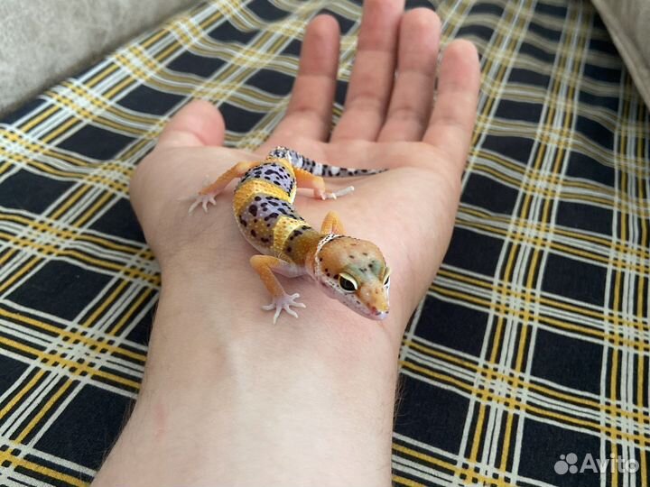 Эублефар самец