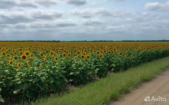 Гибрид подсолнечника «Фортуна»52