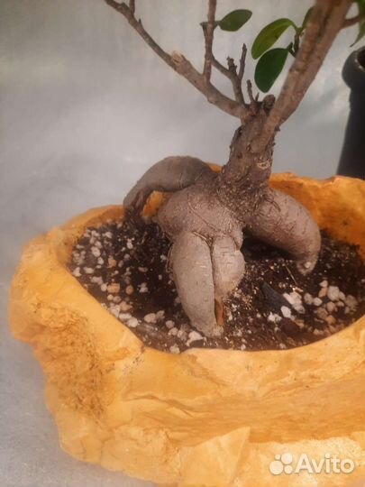 Фикус микрокарпа бонсай