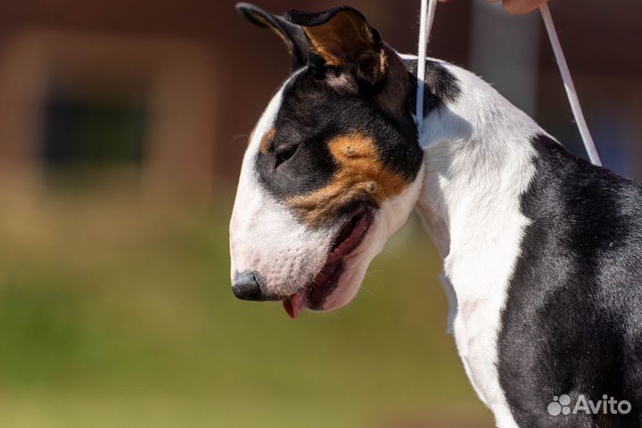 Бультерьер