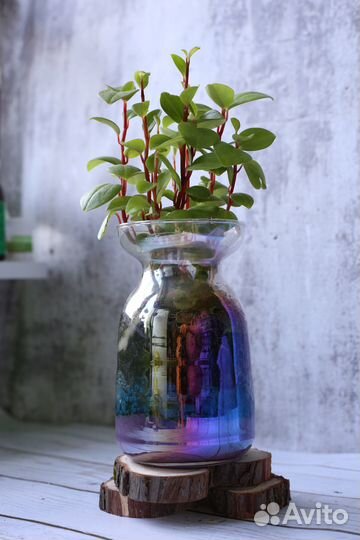 Пеперомии разные