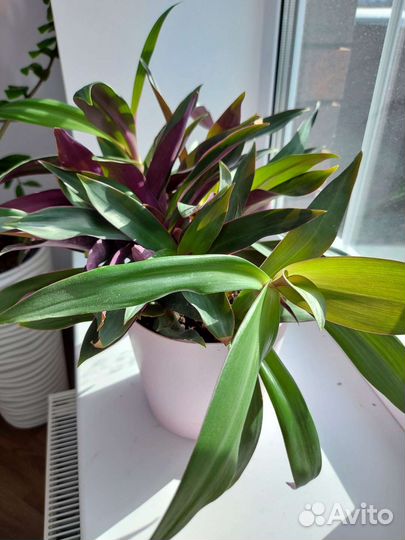 Традесканция рео