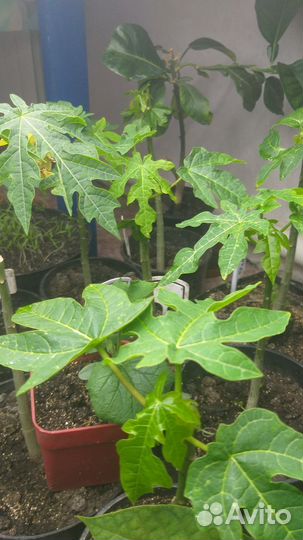 Папая,уже зацветает