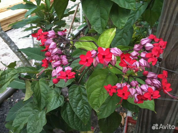 Клеродендрумы, стрептокарпелла