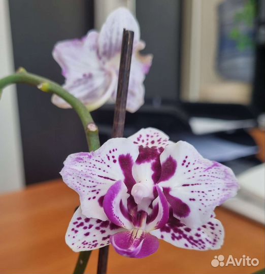 Орхидея фаленопсис бабочка