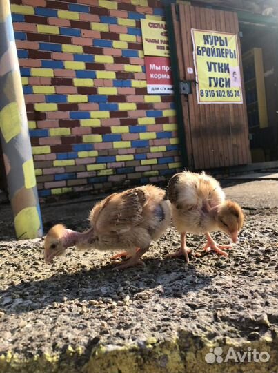 Цыплята бройлеры