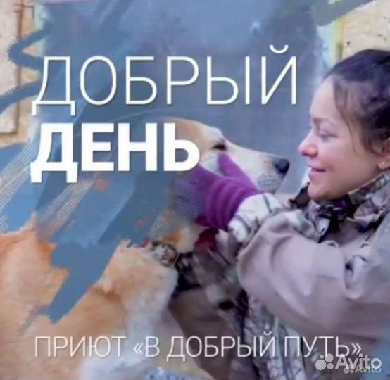 Добрые домашние собаки бесплатно в добрые руки