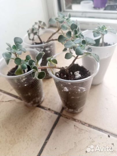 Аихризон дерево любви