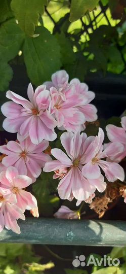 Пеларгония герань