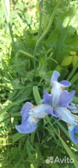 Ирисы сортовые