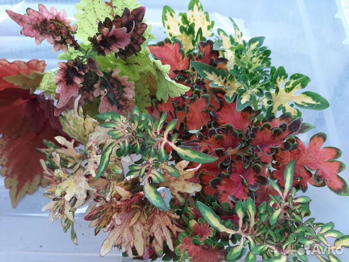 Хоста, колеусы, камнеломка карамель, плющ