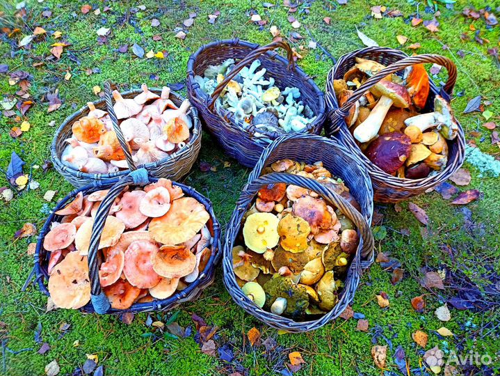 Грибы маринованные