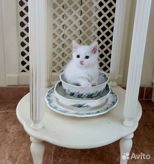 Отдаем котят