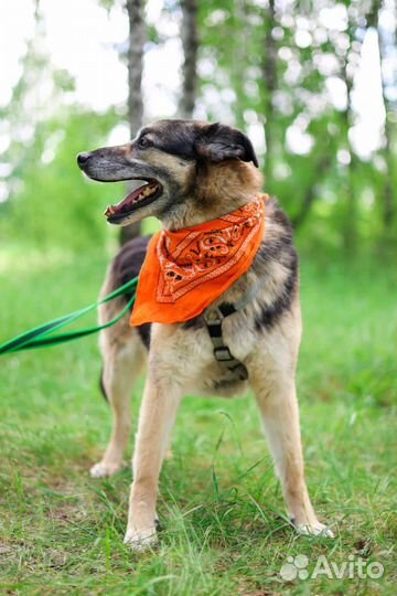 Добрый пес Пегас ищет дом