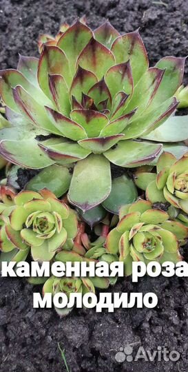 Очиток седум, молодило (каменная роза)