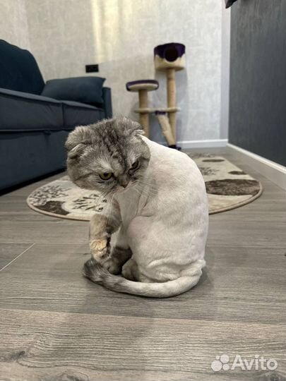 Груминг,стрижка кошек с выездом на дом