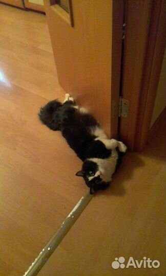 Вязка. Сибирский кот