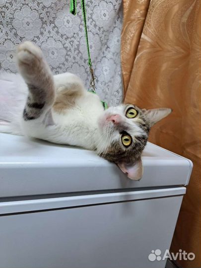 Кошка в дар стерилизованная