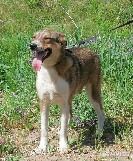 Собака Миссури