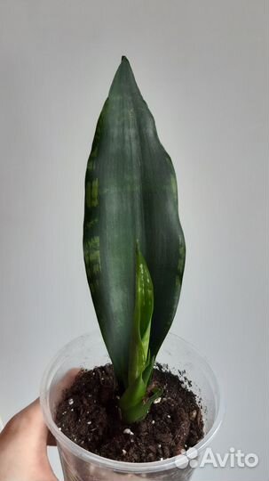 Сортовые сансевиерии 3 сорта