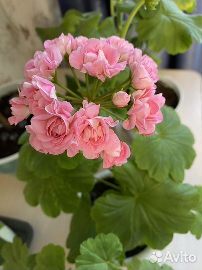 Комнатные цветы