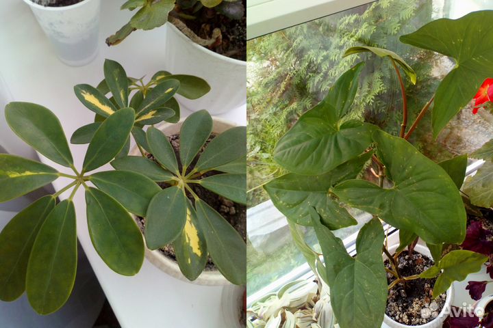 Разные виды комнатных растений (часть1)