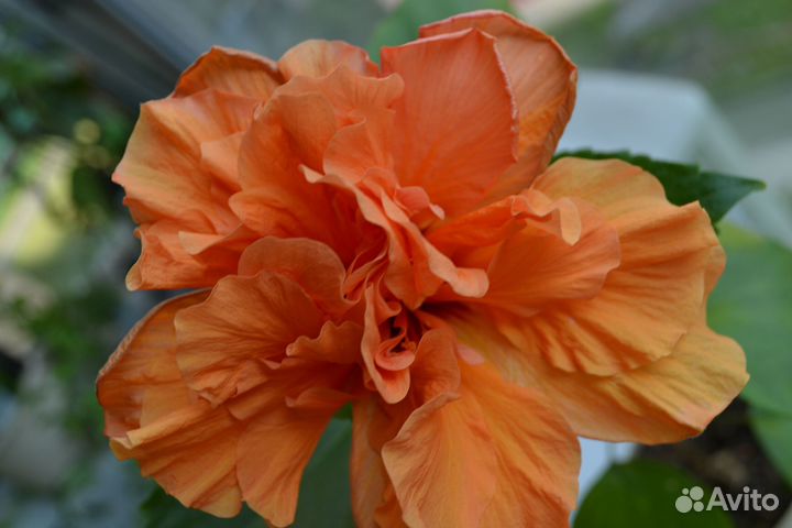 Гибискусы комнатные, Читайте текст