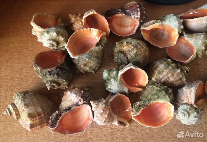Морские ракушки 