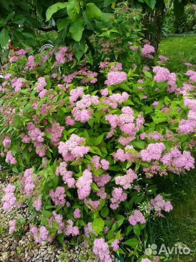 Спирея японская (кустарник)