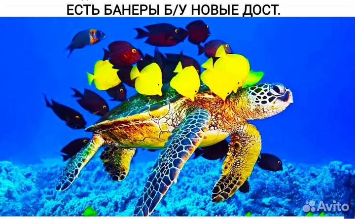Черепаха