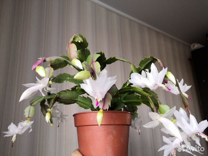 Декабрист, пасхальник, аглаонема, столетник Вера