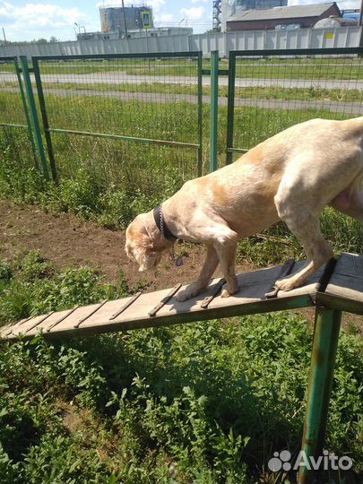 Кинолог.Дрессировка собак