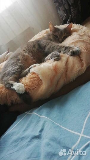 Отдам кошечку в хорошие руки