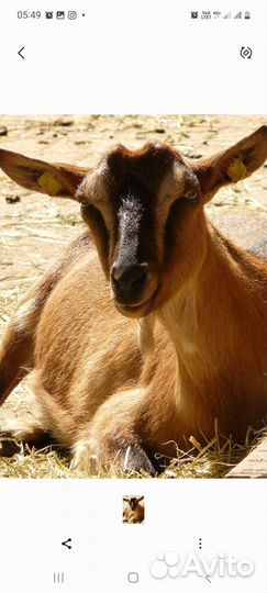 Продается коза дойная