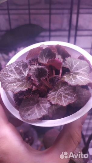 Комнатные растения#1