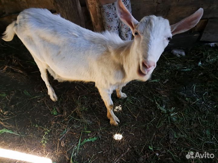 Нубийский козел