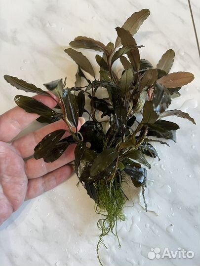 Буцефаландры