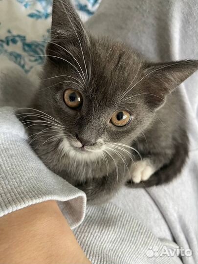 Кошки в добрые руки