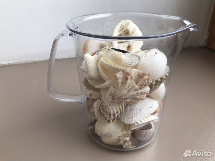 Морские ракушки раковины