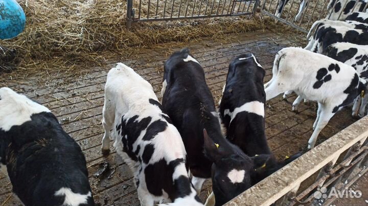 Телята бычки на откорм