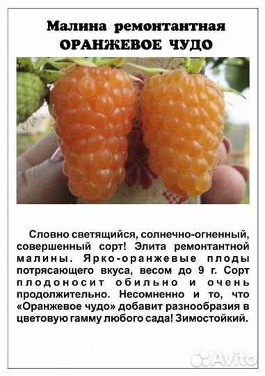 Саженцы малины Оранжевое чудо