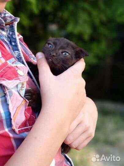 Котенок в дар