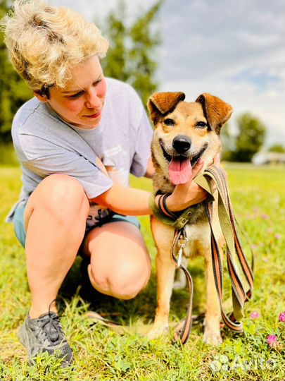 Собака Молодая Найда