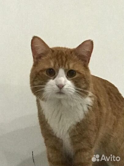 Шотланская кошка