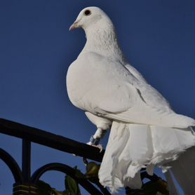 Белые голуби для свадеб цена за пару