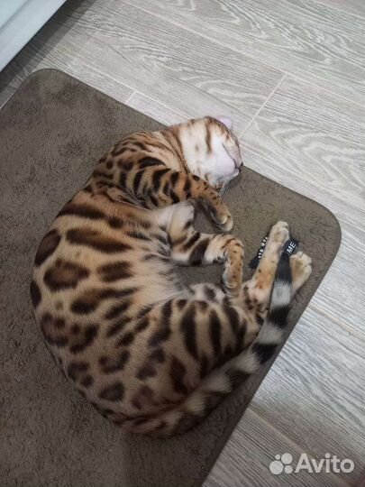 Бенгальский кот вязка