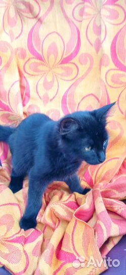 Даром милых котят