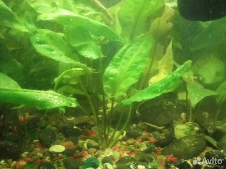 Трава в аквариум