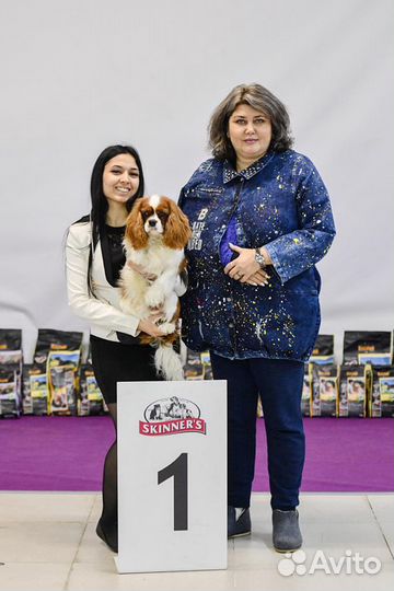 Предлагаю услуги хендлера