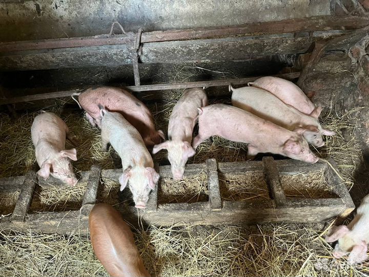 Поросята мясной породы